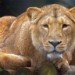 Lion 161108